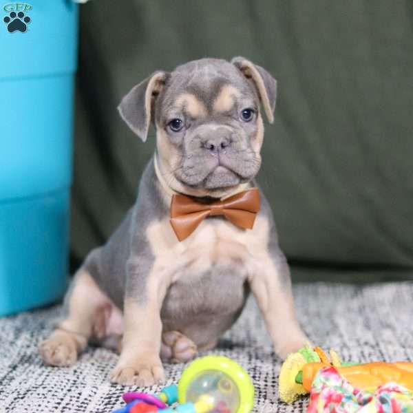 Bryce, French Bulldog Puppy